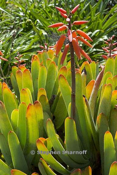 aloe plicatilis 4 graphic